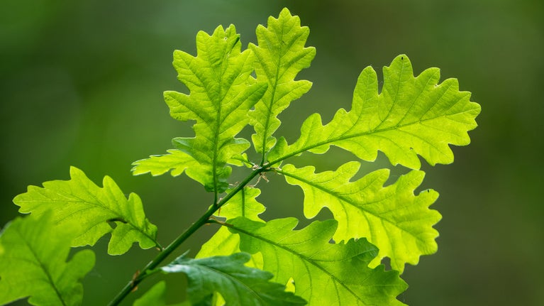 Close up picture of oak leaves with the sun shining through them, at Sherringham Park in Norfolk